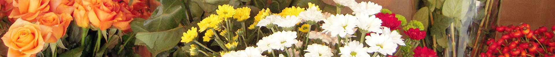 Schnittblumen, Beet-, Balkon- & Topfpflanzen